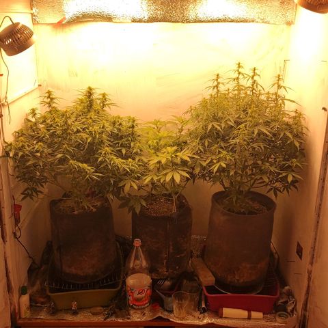 West coast OG  growlog timeline photo