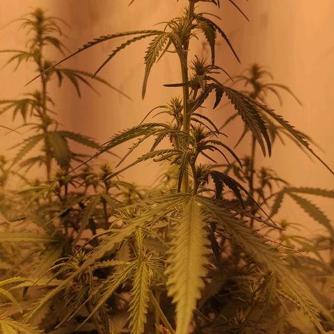 West coast OG  growlog timeline photo