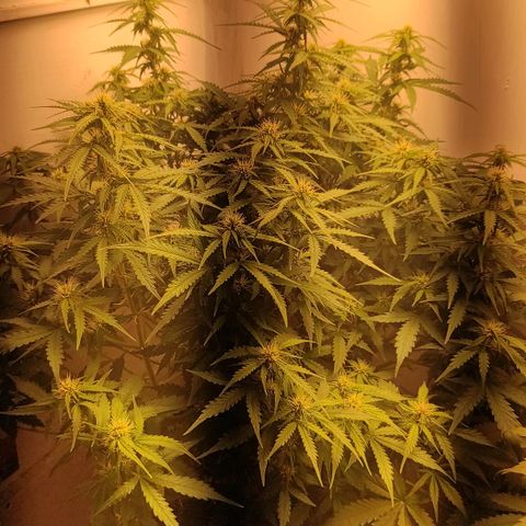 Wedding cake auto  growlog timeline photo