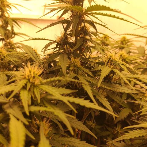 Wedding cake auto  growlog timeline photo