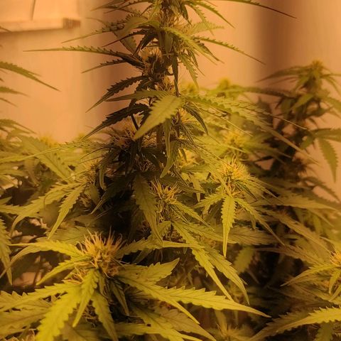 Wedding cake auto  growlog timeline photo