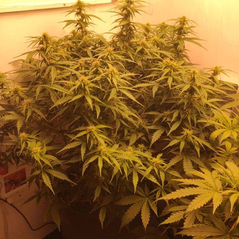 Wedding cake auto  growlog timeline photo