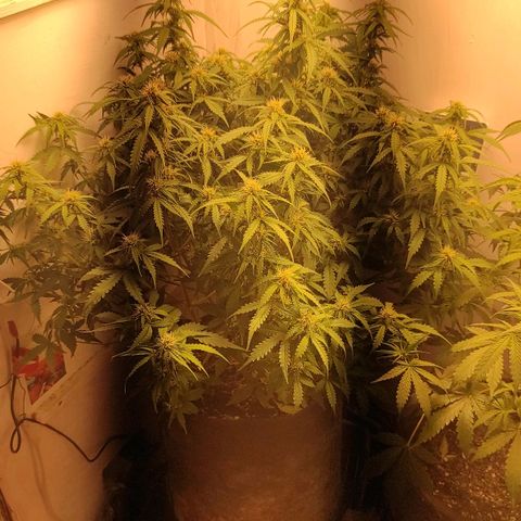 Wedding cake auto  growlog timeline photo