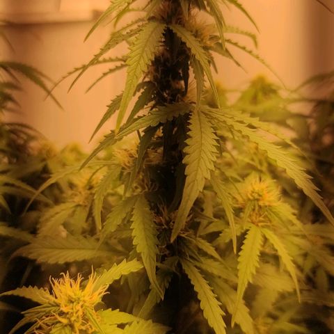 Wedding cake auto  growlog timeline photo