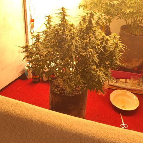 Wedding cake auto  growlog timeline photo