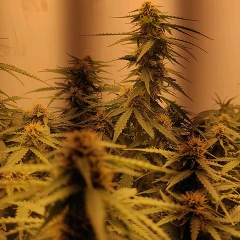 Wedding cake auto  growlog timeline photo