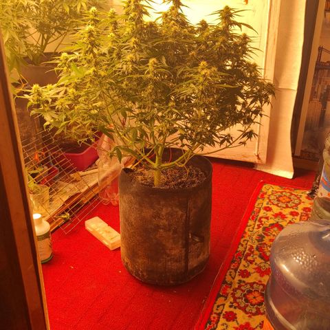 Wedding cake auto  growlog timeline photo