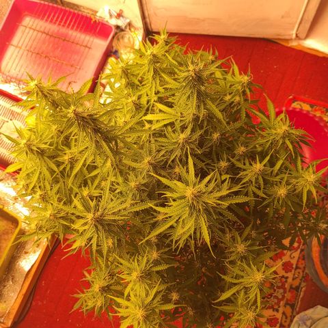West coast OG  growlog timeline photo