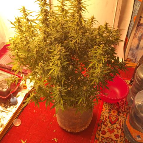 West coast OG  growlog timeline photo