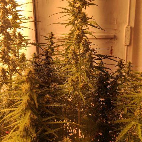West coast OG  growlog timeline photo