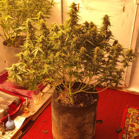 Wedding cake auto  growlog timeline photo