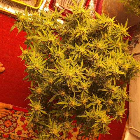 Wedding cake auto  growlog timeline photo