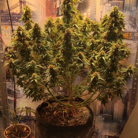Wedding cake auto  growlog timeline photo