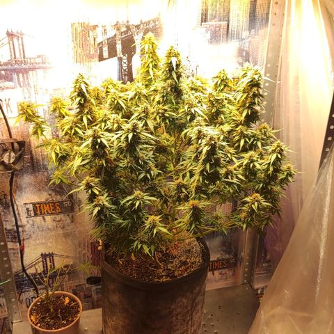 Wedding cake auto  growlog timeline photo
