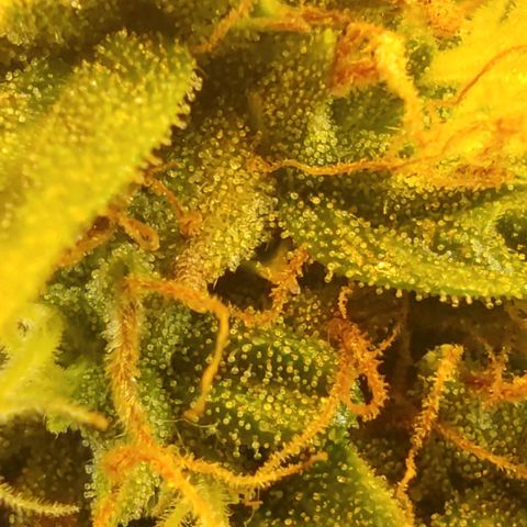 Wedding cake auto  growlog timeline photo