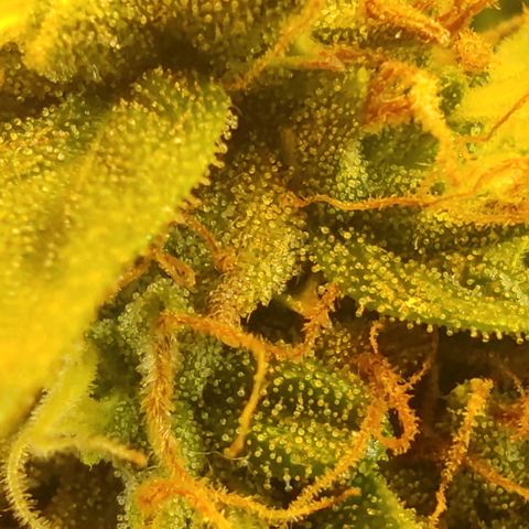 Wedding cake auto  growlog timeline photo