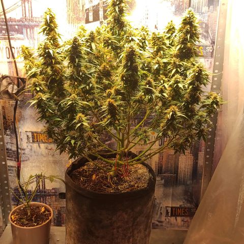 Wedding cake auto  growlog timeline photo