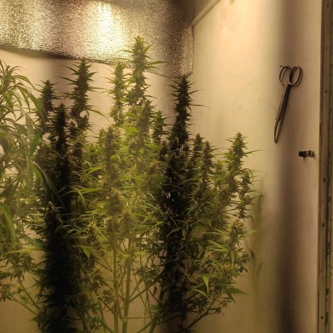 West coast OG  growlog timeline photo