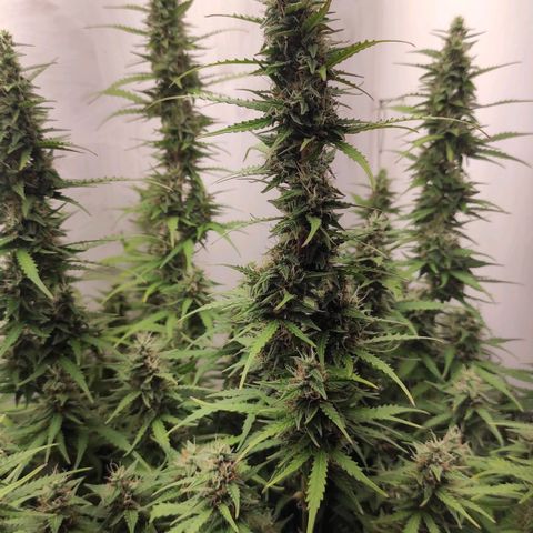 West coast OG  growlog timeline photo