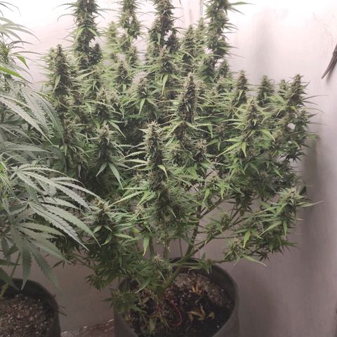 West coast OG  growlog timeline photo