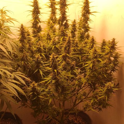 West coast OG  growlog timeline photo