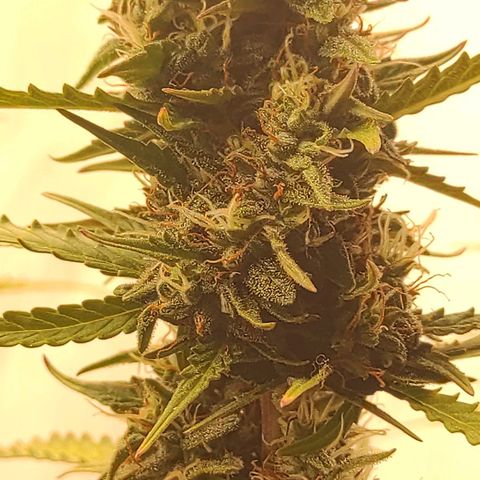 West coast OG  growlog timeline photo
