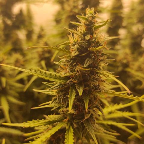 West coast OG  growlog timeline photo