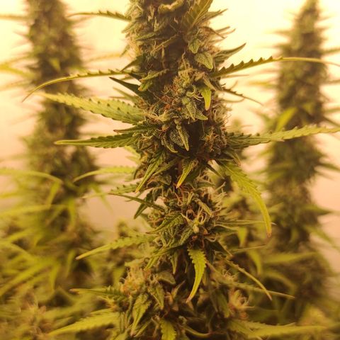 West coast OG  growlog timeline photo