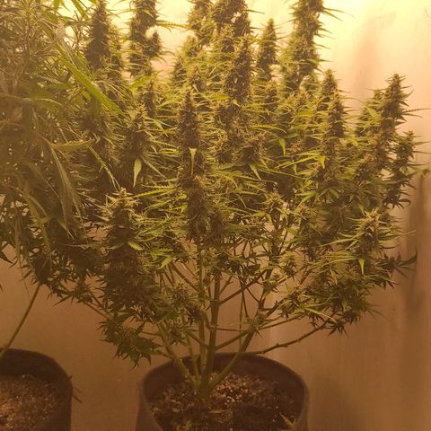 West coast OG  growlog timeline photo