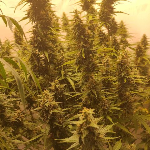 West coast OG  growlog timeline photo