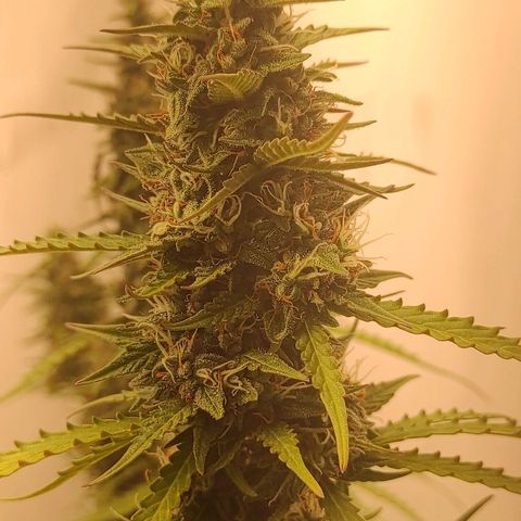 West coast OG  growlog timeline photo