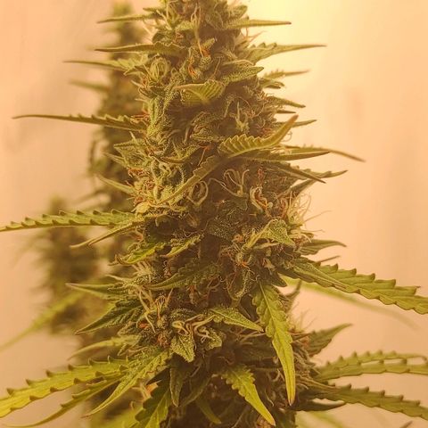 West coast OG  growlog timeline photo