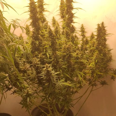 West coast OG  growlog timeline photo