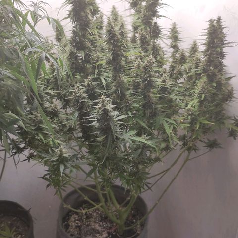 West coast OG  growlog timeline photo