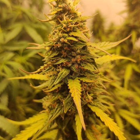 West coast OG  growlog timeline photo