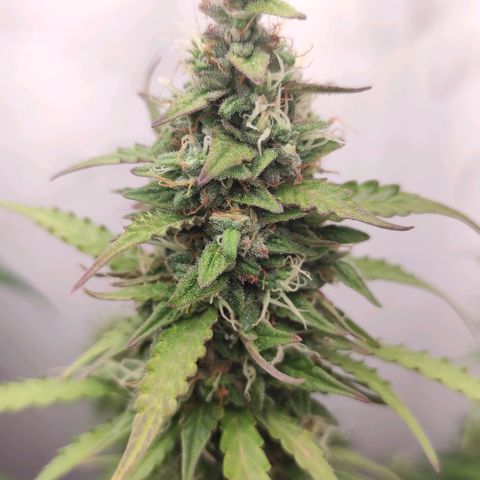 West coast OG  growlog timeline photo