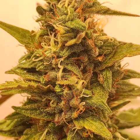 West coast OG  growlog timeline photo