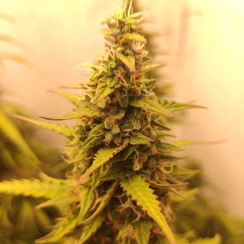 West coast OG  growlog timeline photo