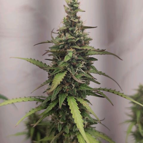 West coast OG  growlog timeline photo