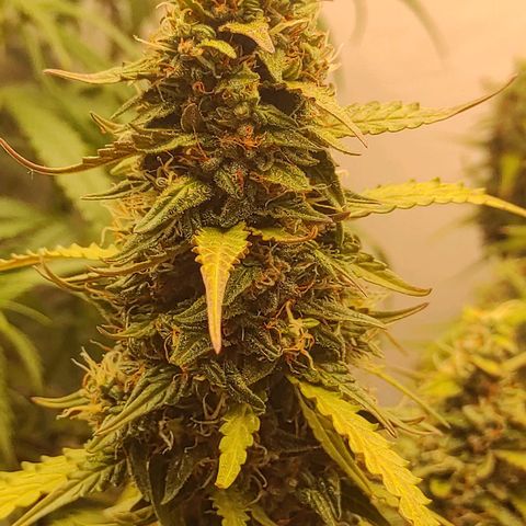 West coast OG  growlog timeline photo