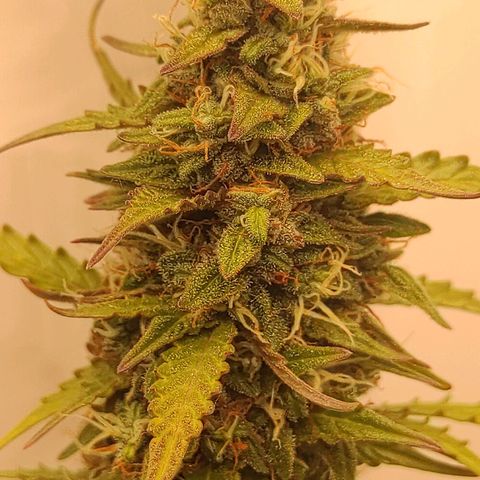 West coast OG  growlog timeline photo
