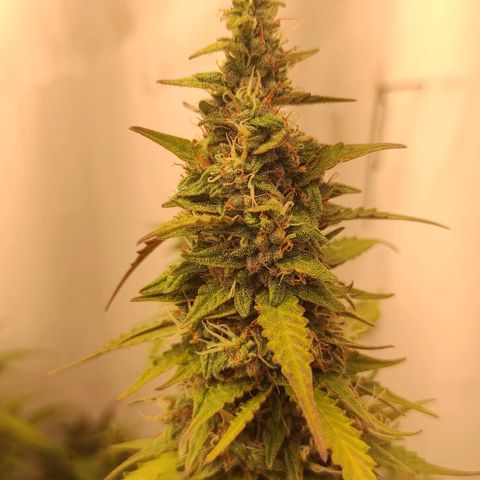 West coast OG  growlog timeline photo