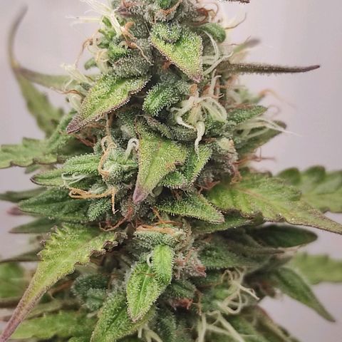 West coast OG  growlog timeline photo