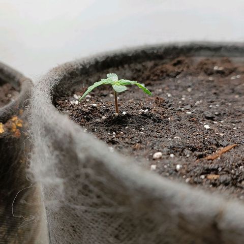 Джонни Кейдж 2  growlog timeline photo