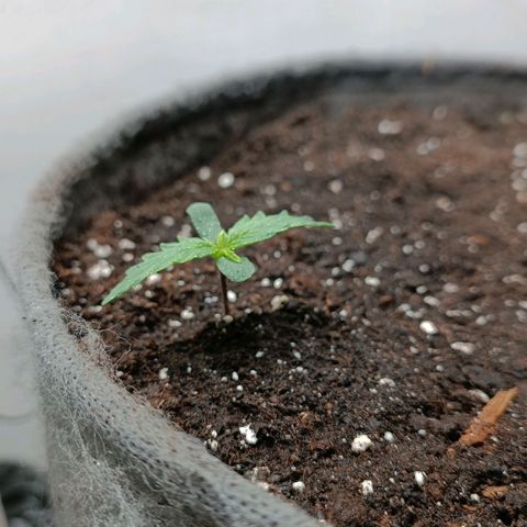 Джонни Кейдж 2  growlog timeline photo