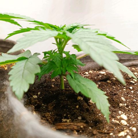 Джонни Кейдж 2  growlog timeline photo
