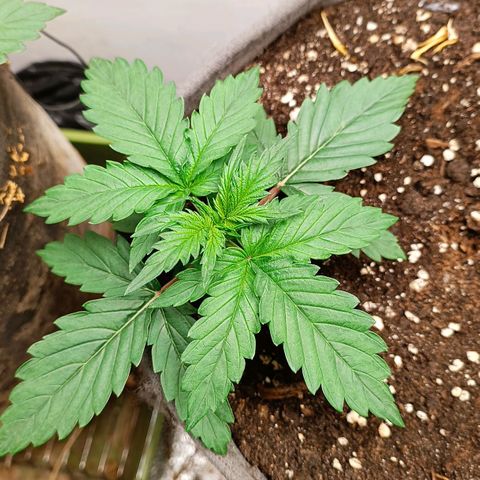 Джонни Кейдж 2  growlog timeline photo