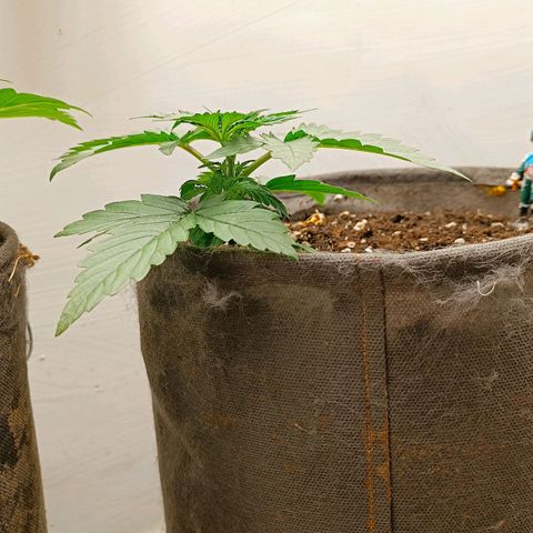 Джонни Кейдж 2  growlog timeline photo
