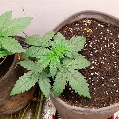 Джонни Кейдж 2  growlog timeline photo