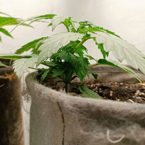 Джонни Кейдж 2  growlog timeline photo